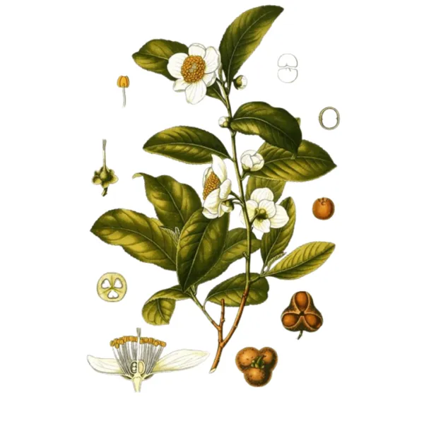 the-theier-camellia-sinensis-600x600.png