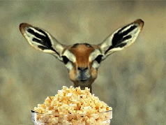 632B3285-191A-4E60-85F7-30EE8D124620.gif