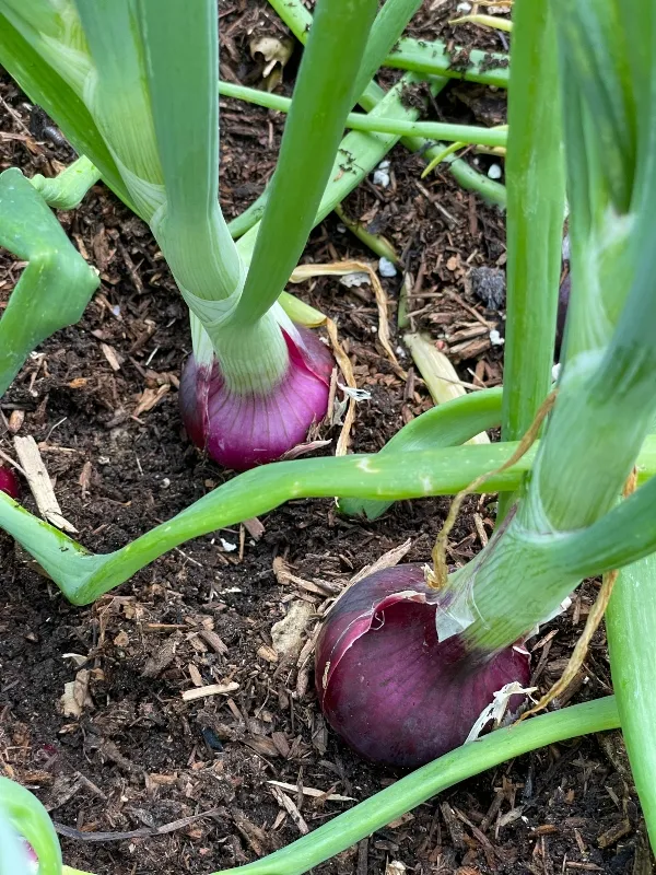 hivegarden-harvesting-onions-2 (1).jpg