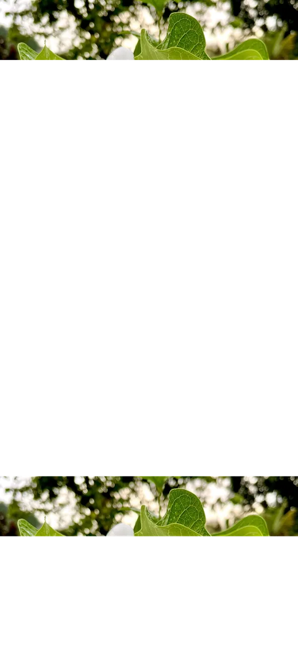 489E2D4E-3AFB-4DA2-A8D4-D29DA8F22168.png