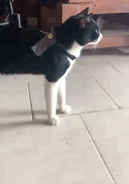 D10B2A71-A92E-4B2E-A476-CA3AB2E7E298.gif