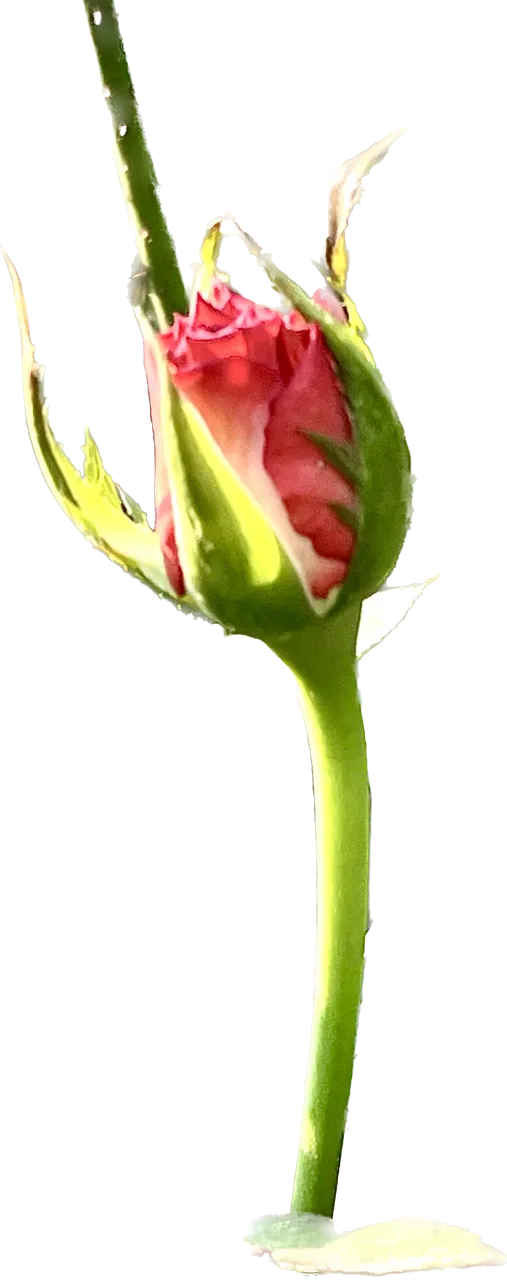 CA7A192A-A0AA-4864-B44B-25B2839B8223.png