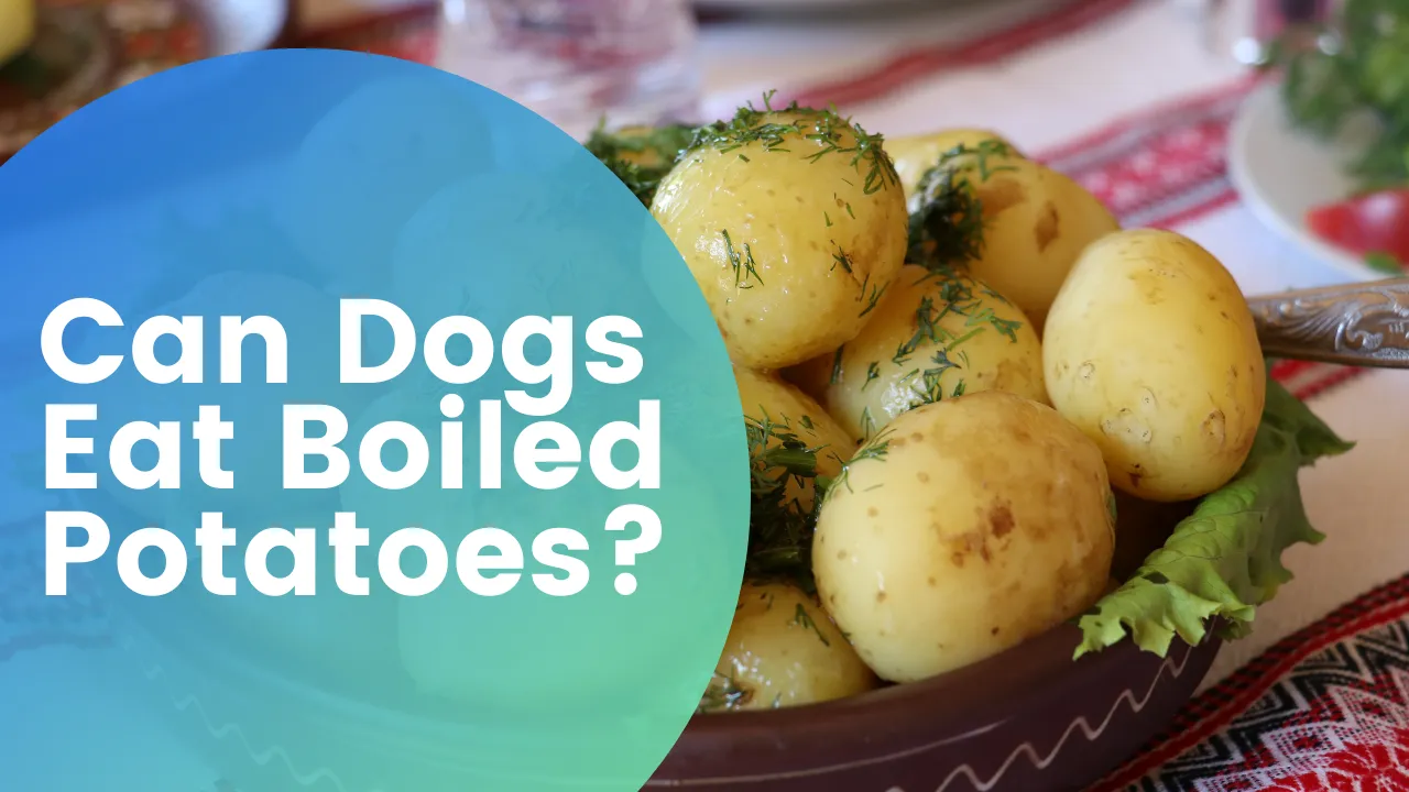 "Can Dogs Eat Boiled Potatoes.png"