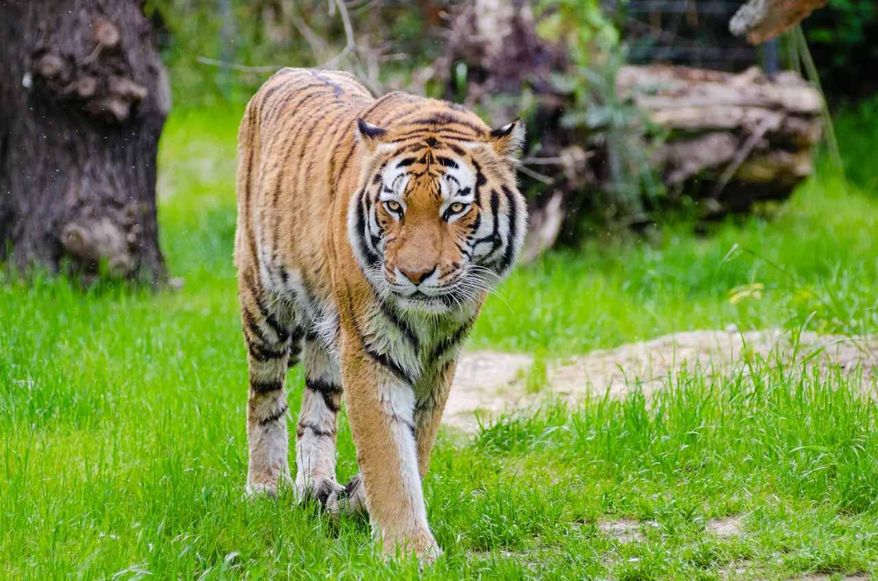 The tiger