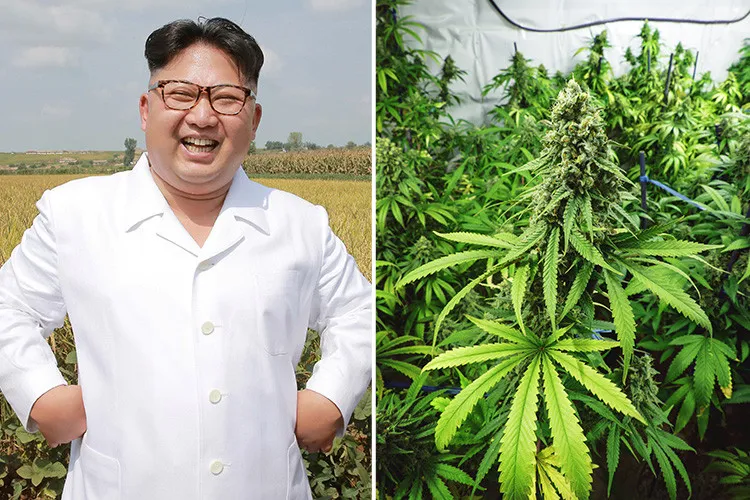 composite-north-korea-cannabis-crop.jpg