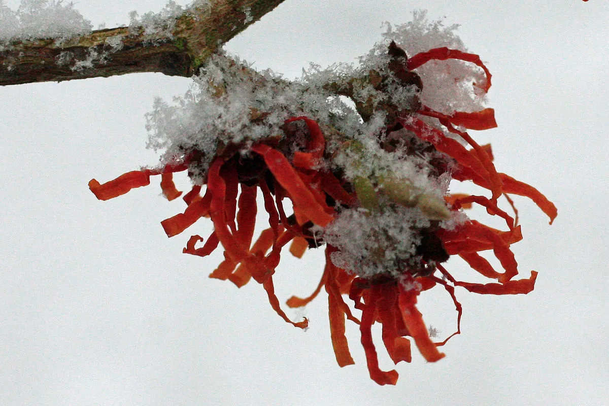 Witch-hazel_(Hamamelis)_In_The_Snow.jpg
