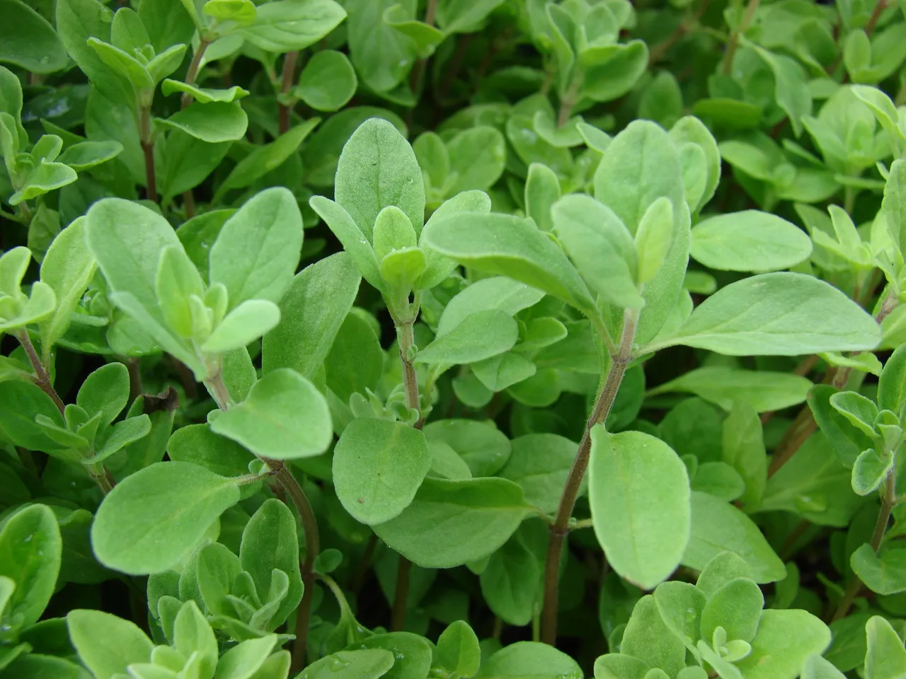 Starr_070906-8859_Origanum_majorana.jpg