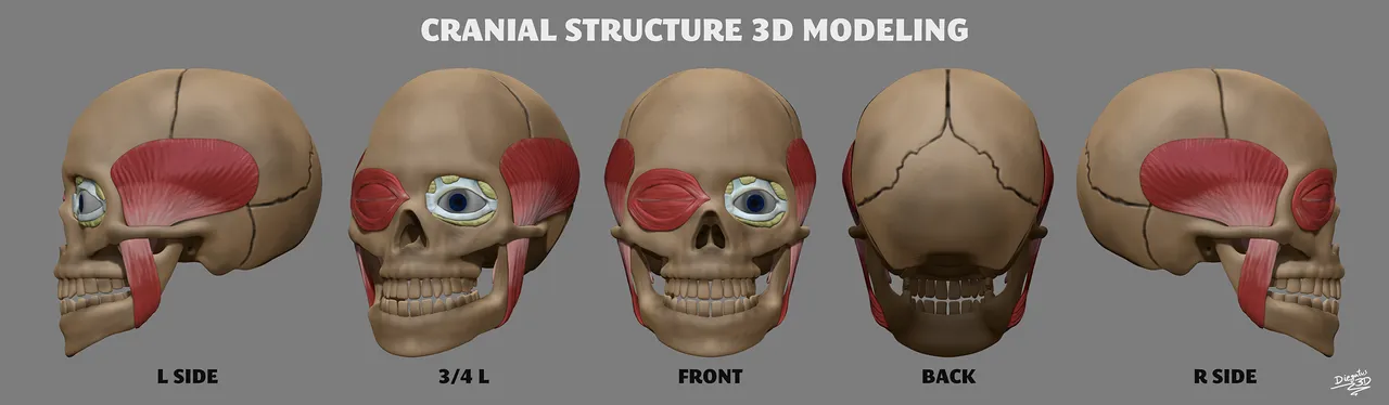 Cranial Structure 3D Modeling.png