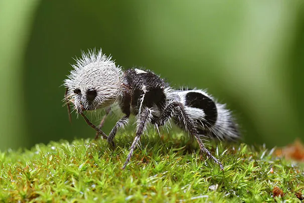 strange-animals-you-didnt-know-2-11.jpg