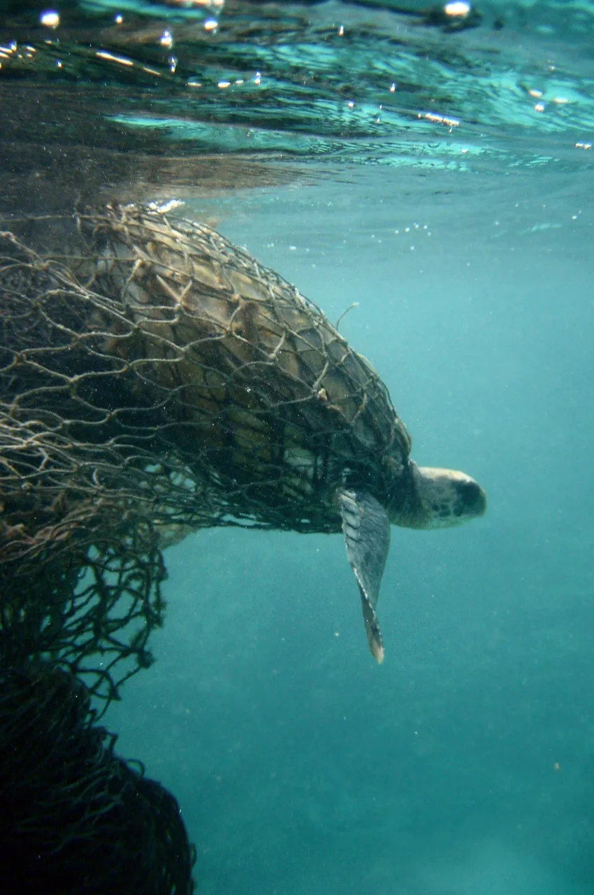 Sea_turtle_entangled_in_a_ghost_net.jpg