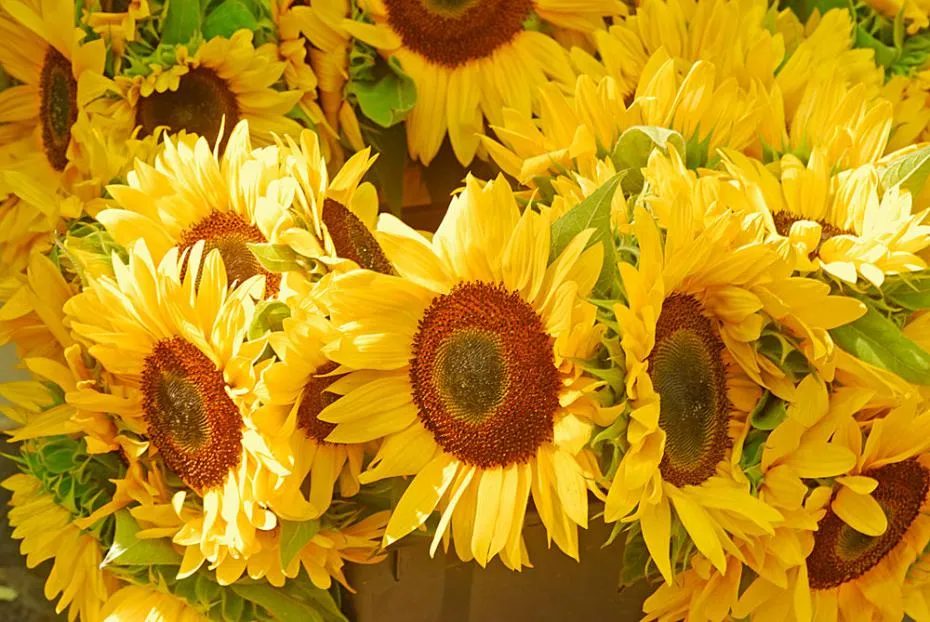 tournesols_paragraphe_image_1_sur_1.jpg