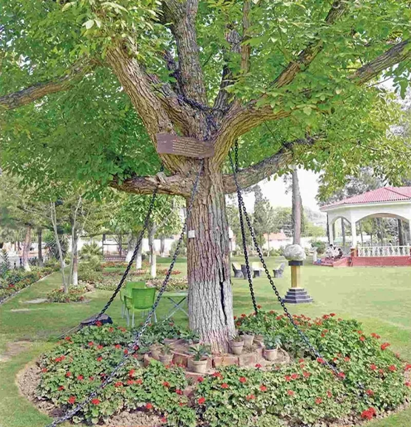 Un árbol banyan lleva más de un siglo arrestado en Pakistán, ¿sabes por qué.jpg