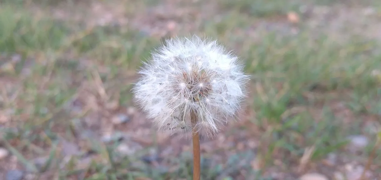 dandelion