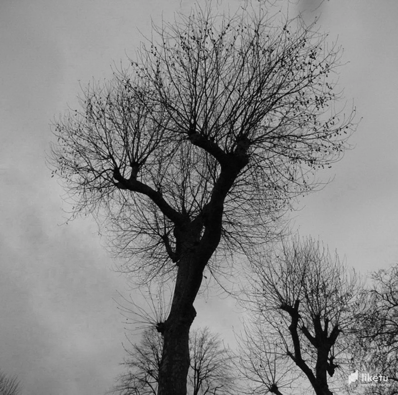 405opf13l131qzz4_tree-8a.jpg