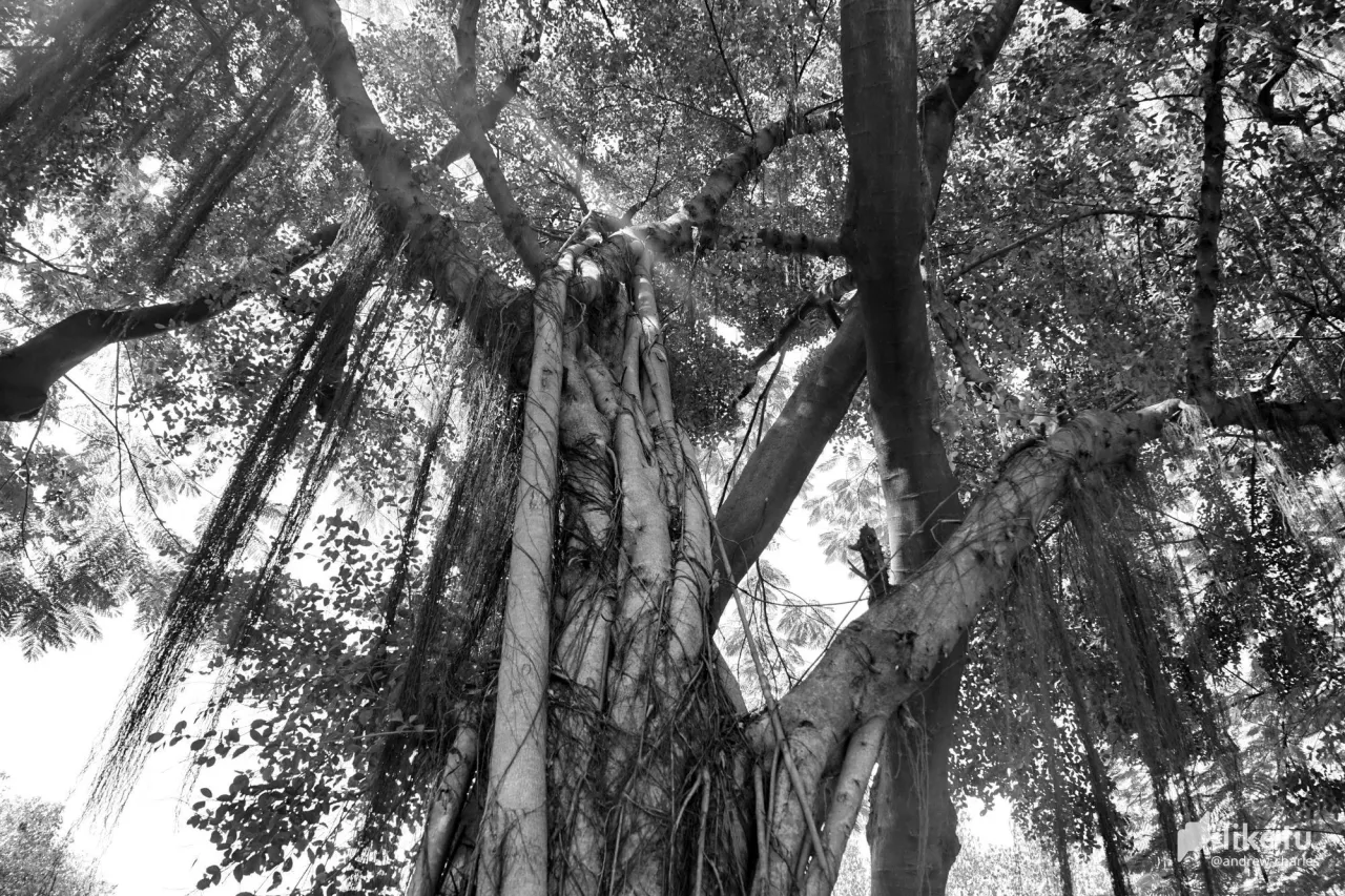405opf13l131r8yz_tree-3a.JPG