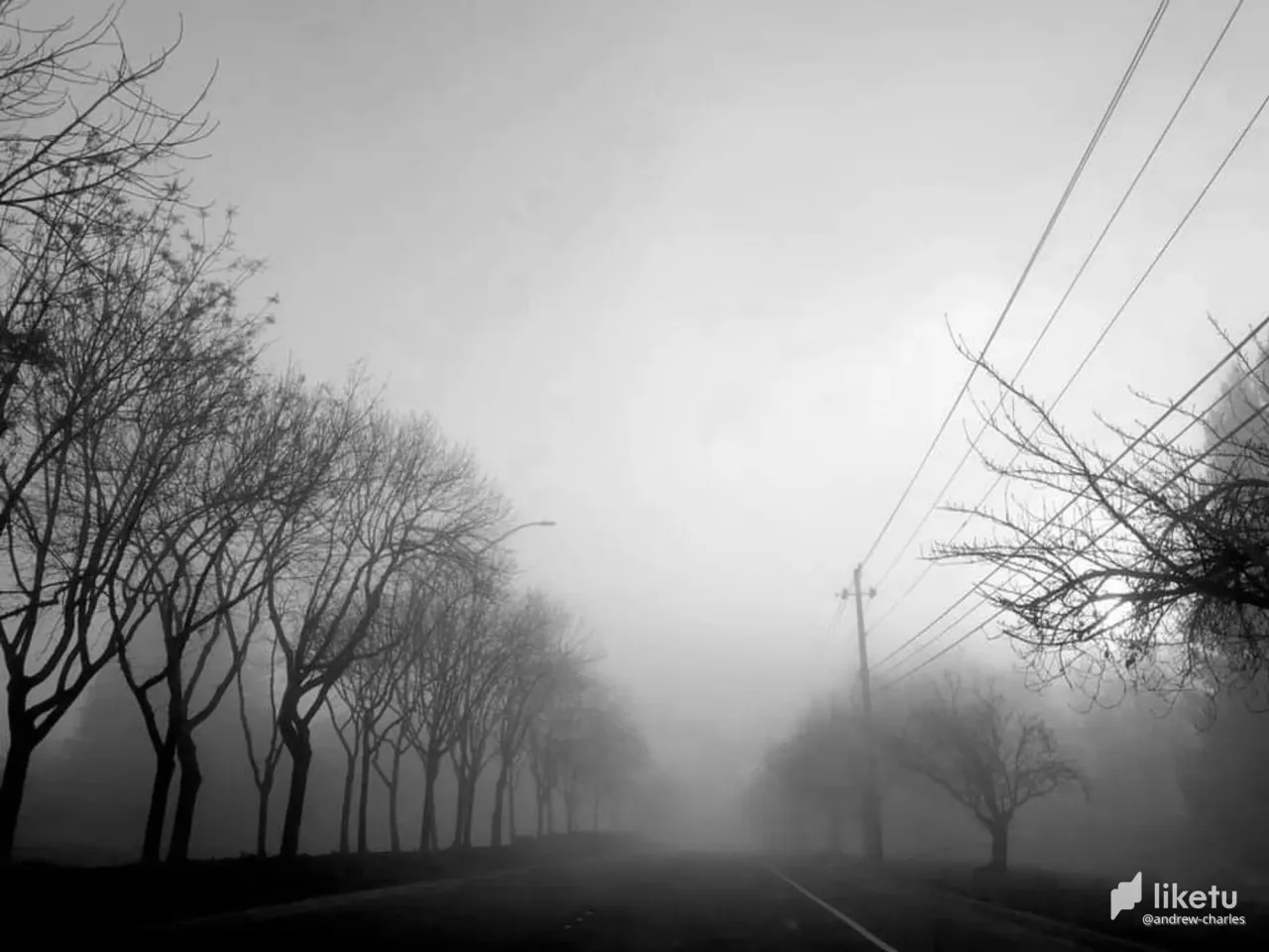 405opf1pl131pu4n_tree-7a.JPG