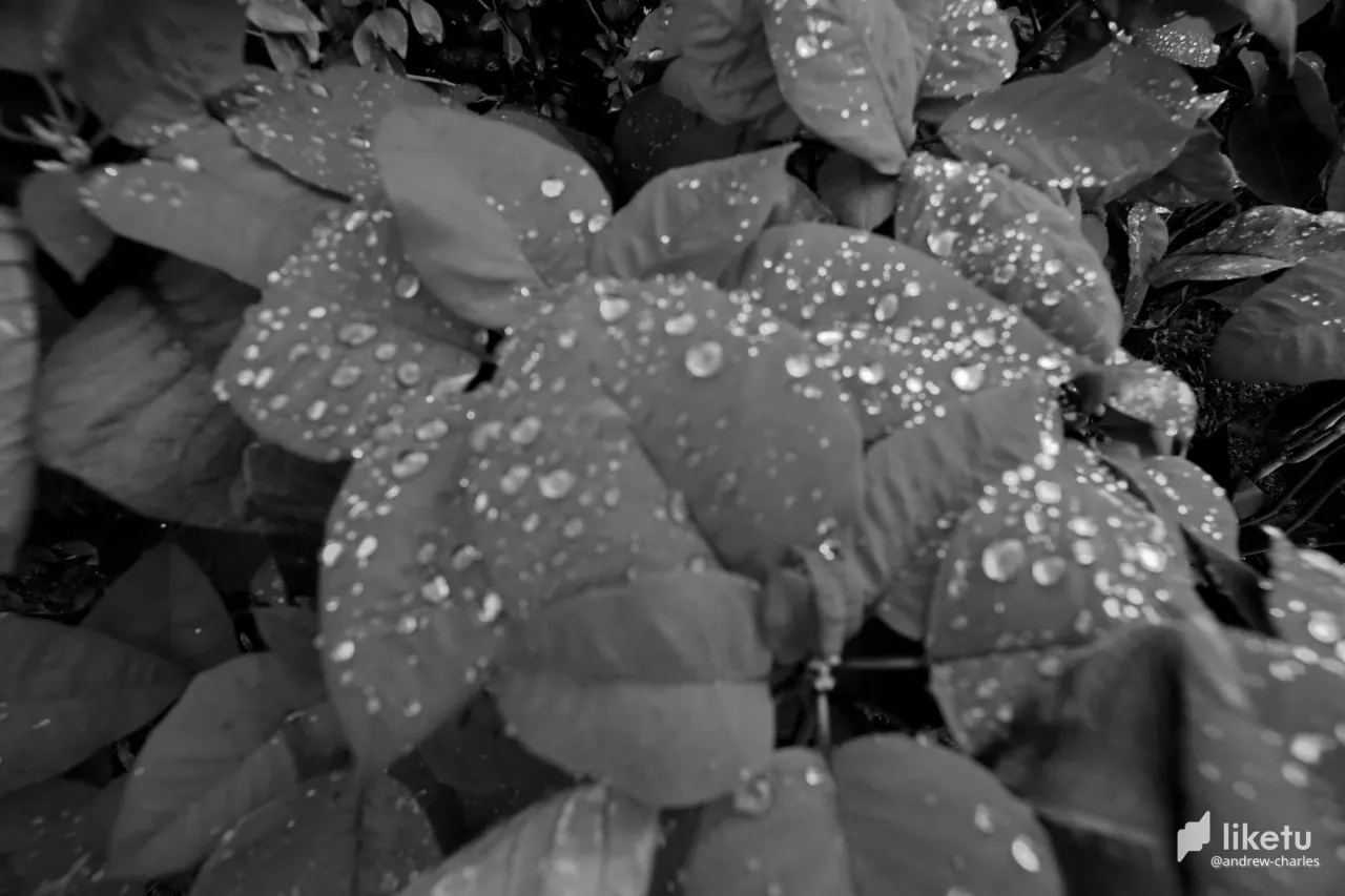 405opf20l131wh84_tree-5a.JPG