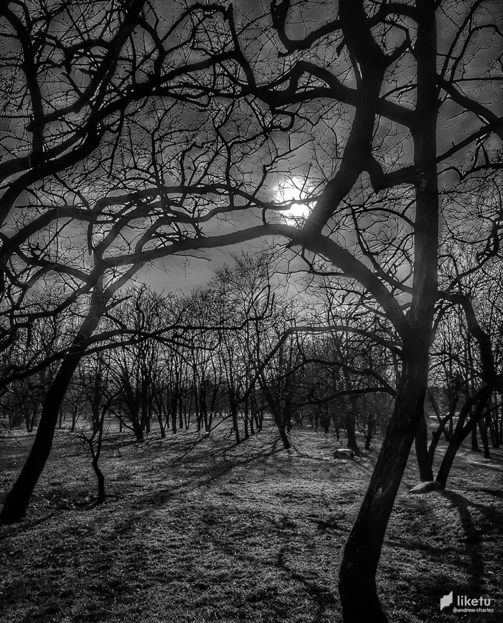 405opfil131p81z_tree-11a.jpg