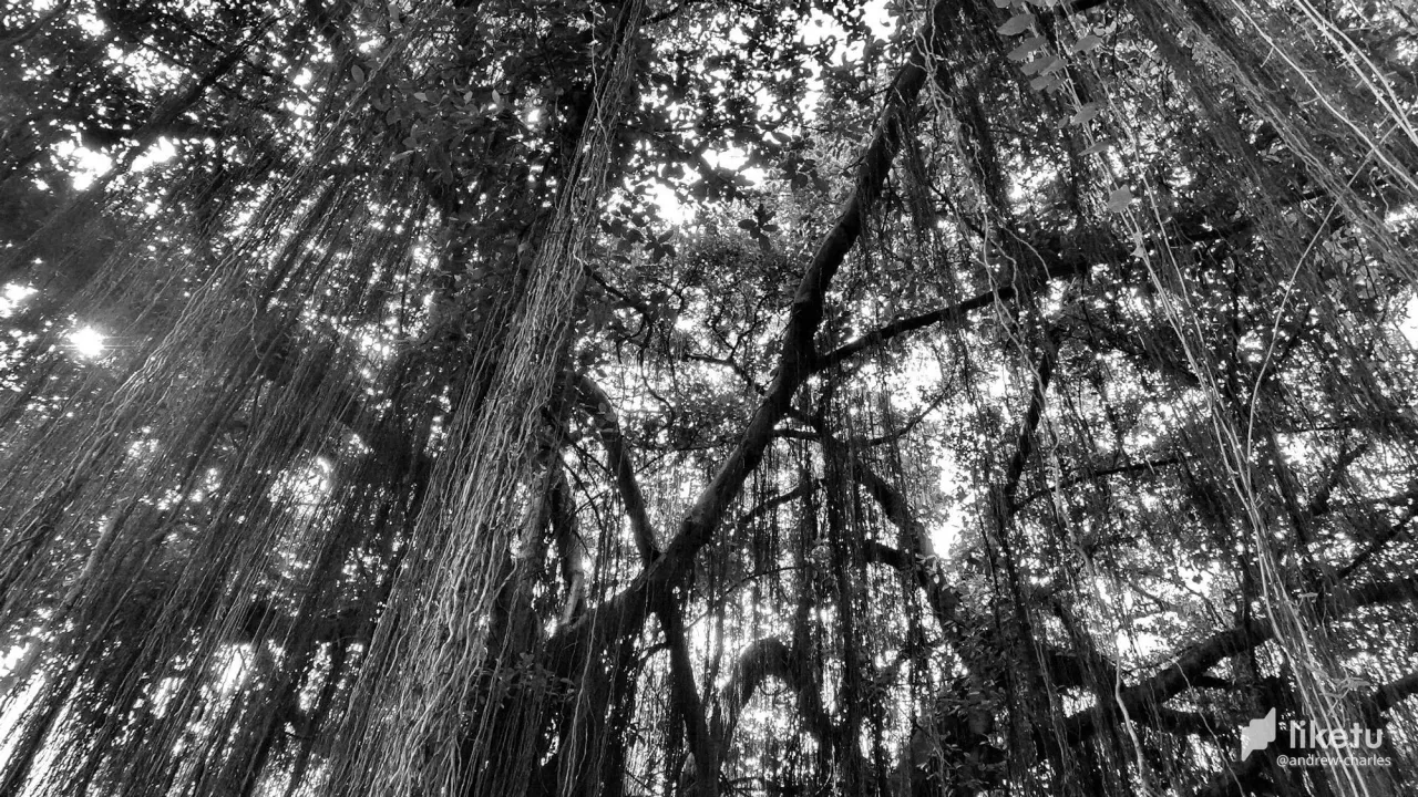 405opfil131veso_tree-13a.JPG