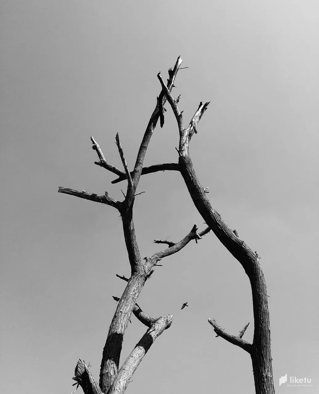 405opfpl131wxcc_tree-16a.jpg