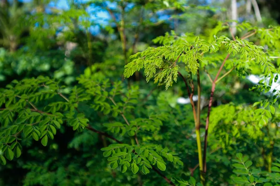 Moringa benefits