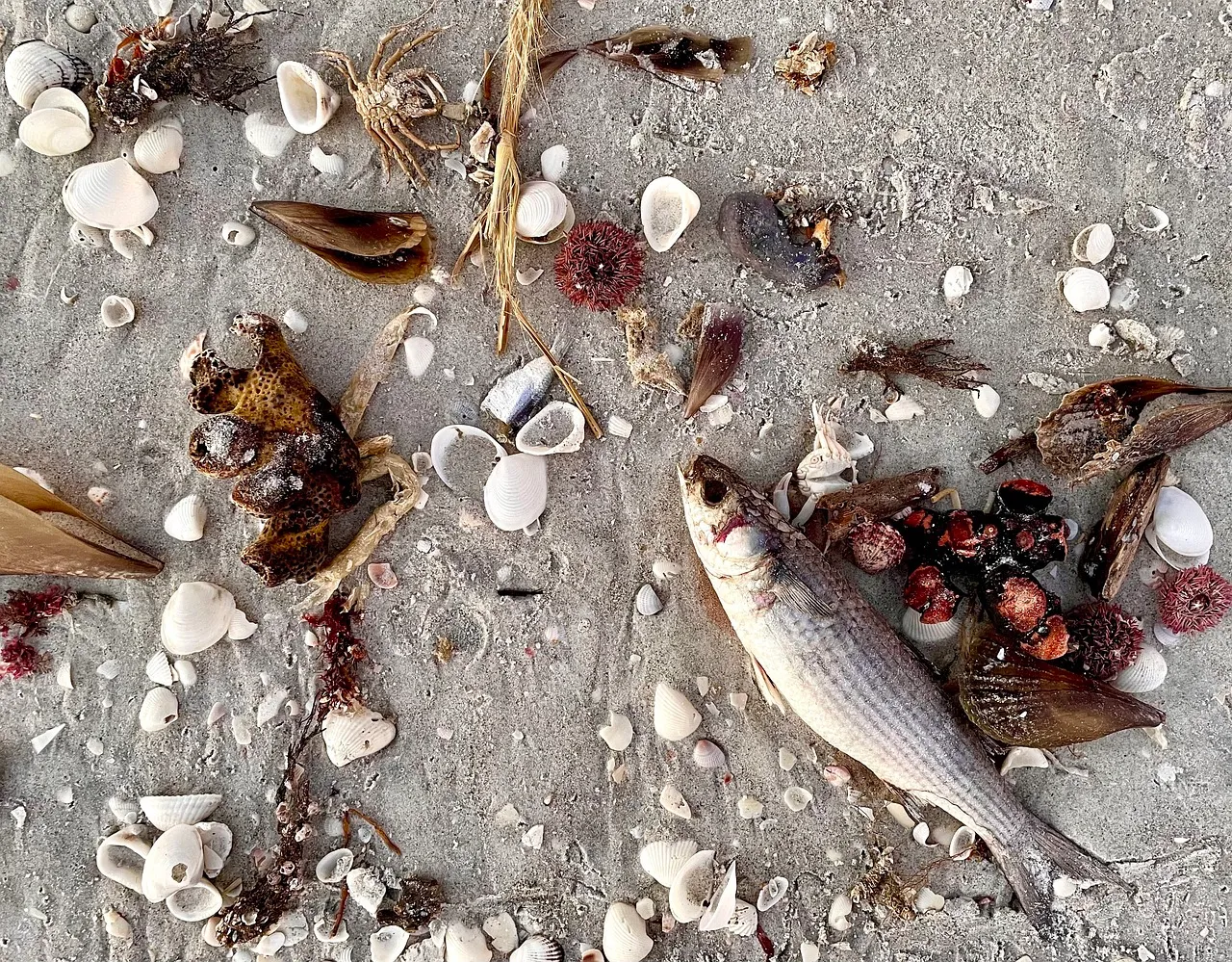 Dead fish and sea life washed ashore.
