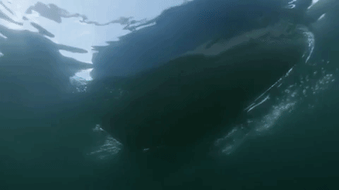 giphy3.gif