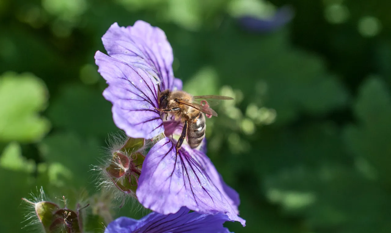 bee01 barge.jpg