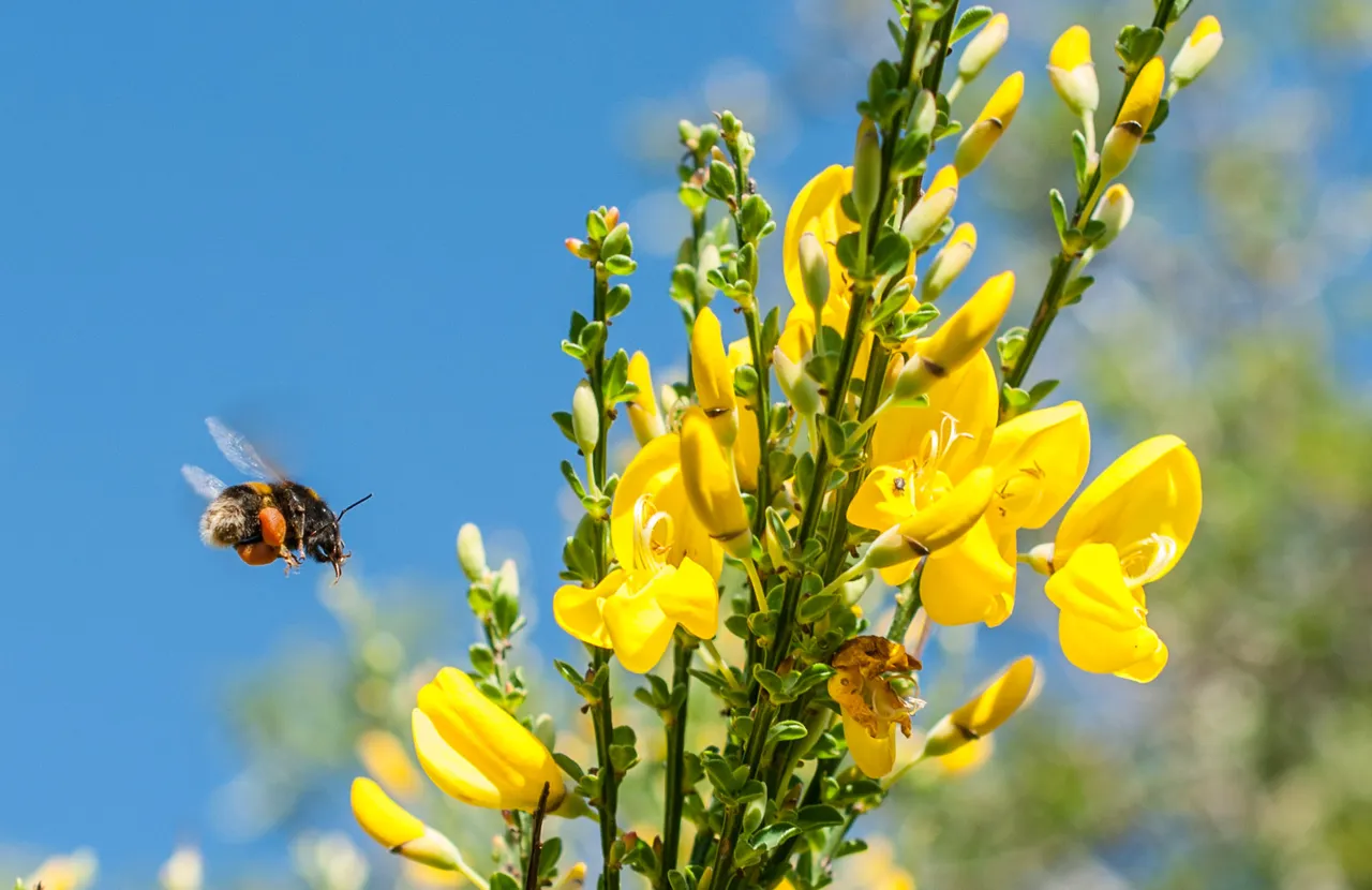 bee09 barge.jpg