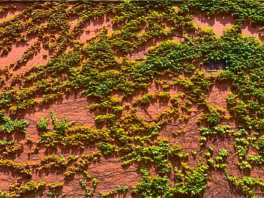 ivy.jpg
