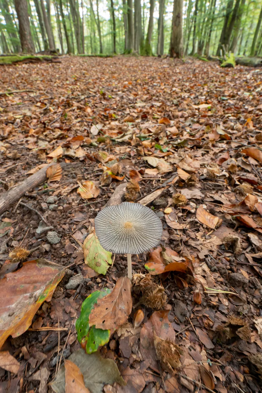 P2054599.jpg
