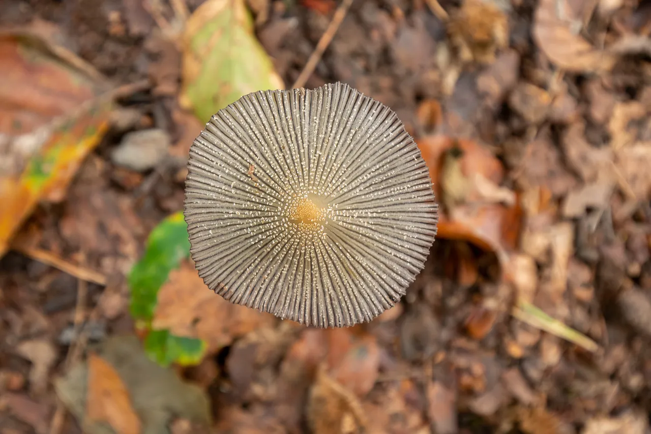 P2054600.jpg