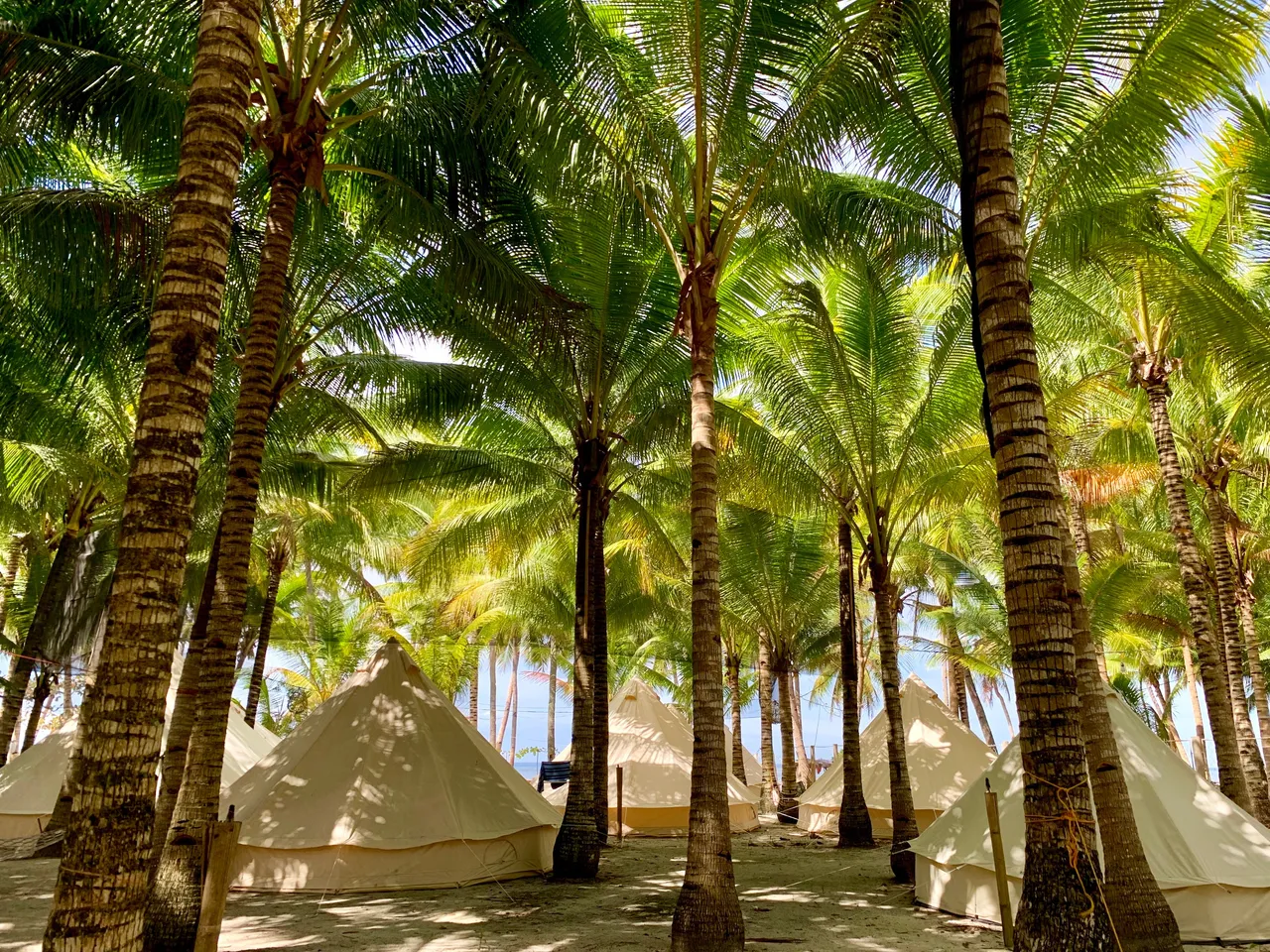 Tall palm trees surround the glamping tents, offering a refreshing tropical vibe