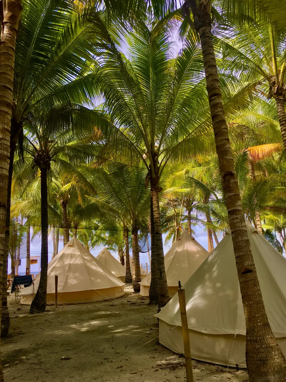 Towering palm trees abound among the glamping tents, creating harmony between  aesthetics and natural beauty