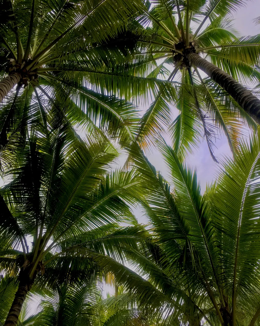 A canopy of palm trees