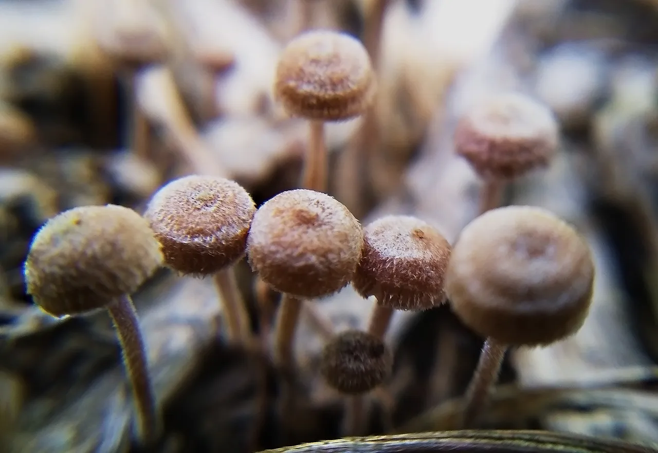 fungi2.jpg