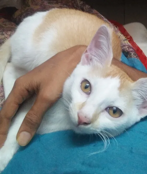 lapkitten.jpg