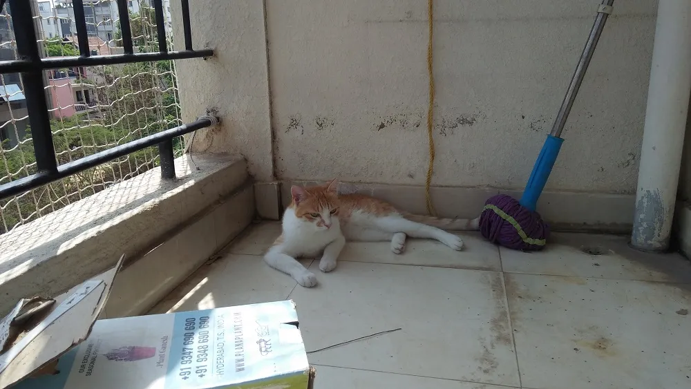 relaxocat.jpg