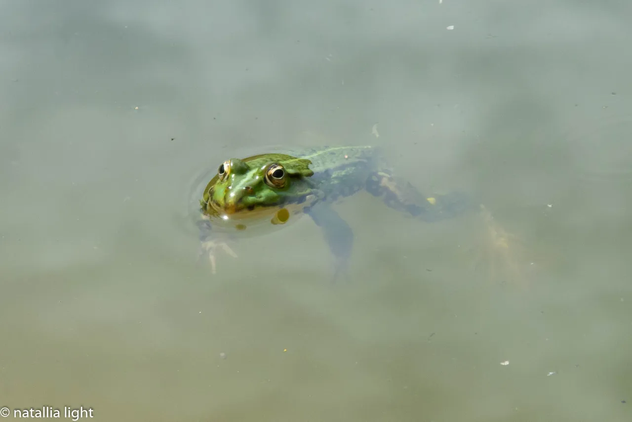 DSC_1223.JPG