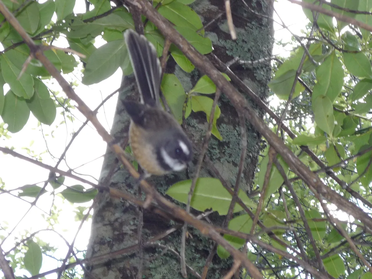 Fantail.JPG