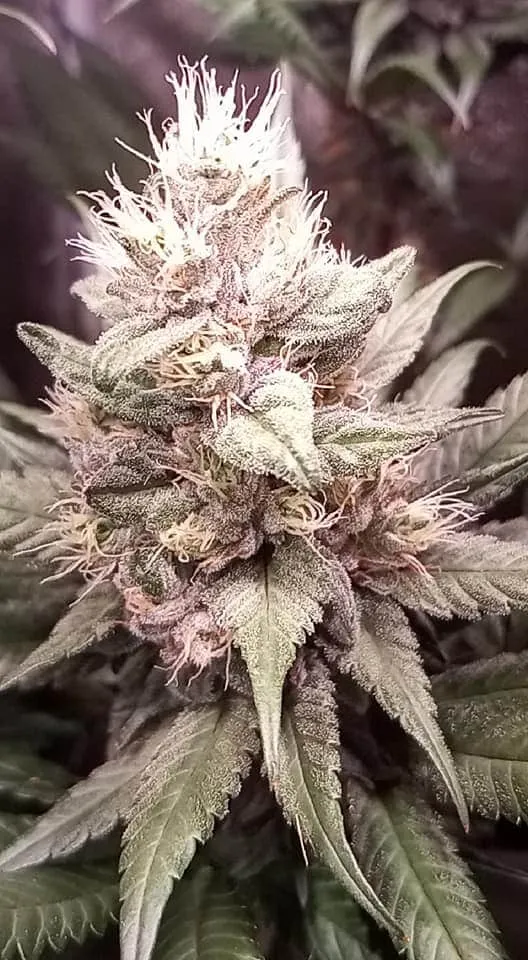 Grow image-20200725.jpg