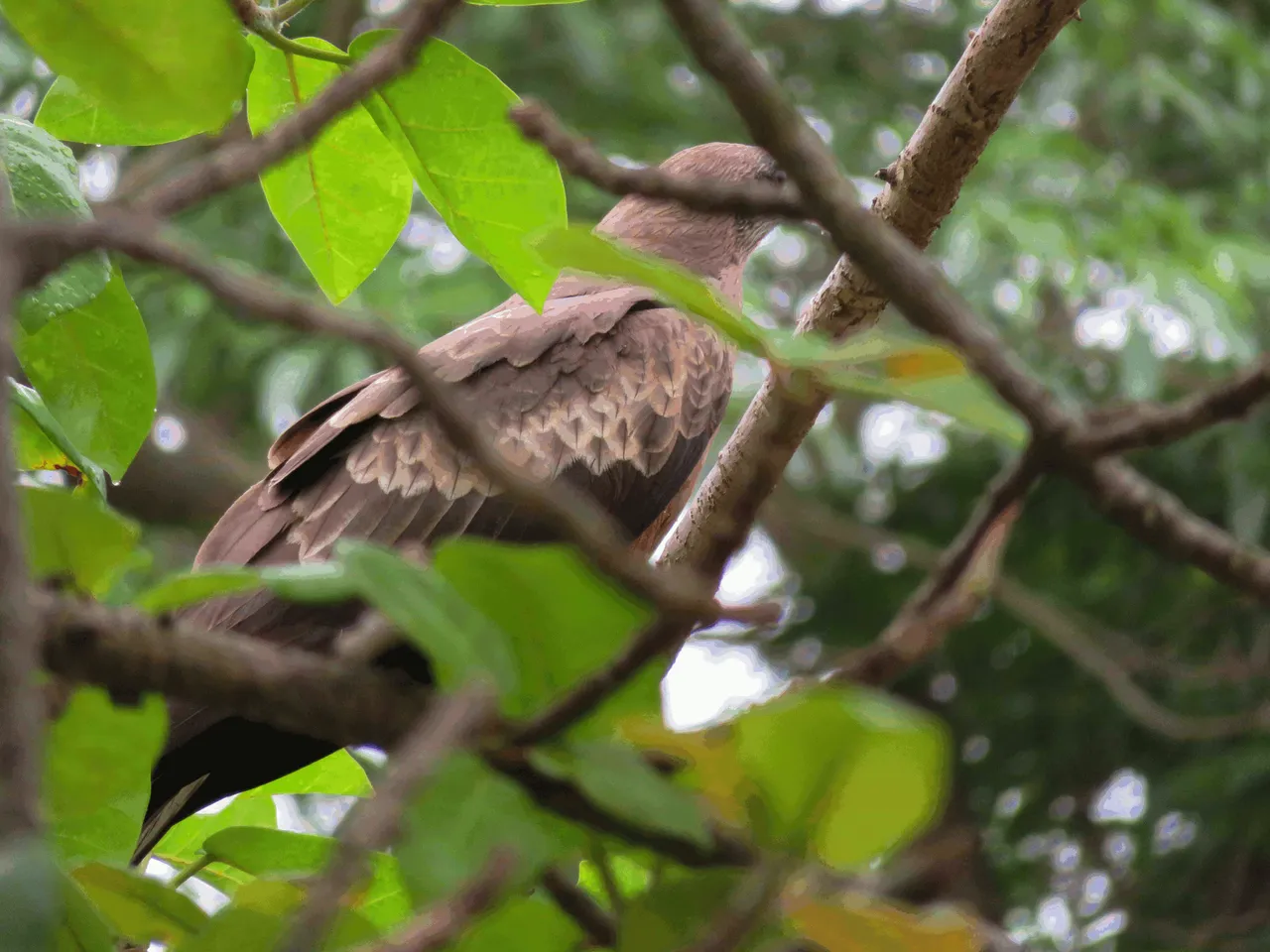 Yellow Billed Kite Plumage