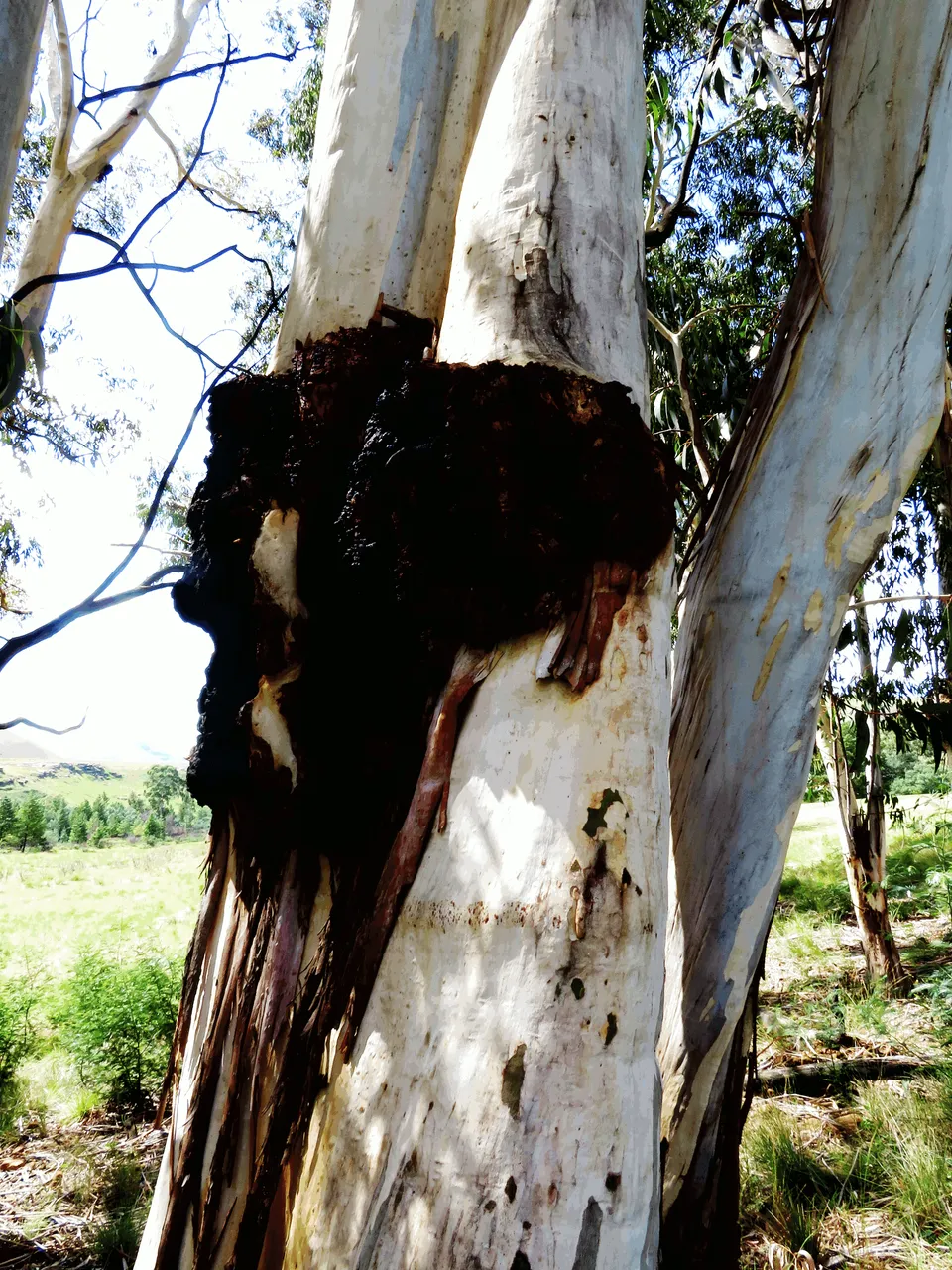 Contrast of Gum Trees