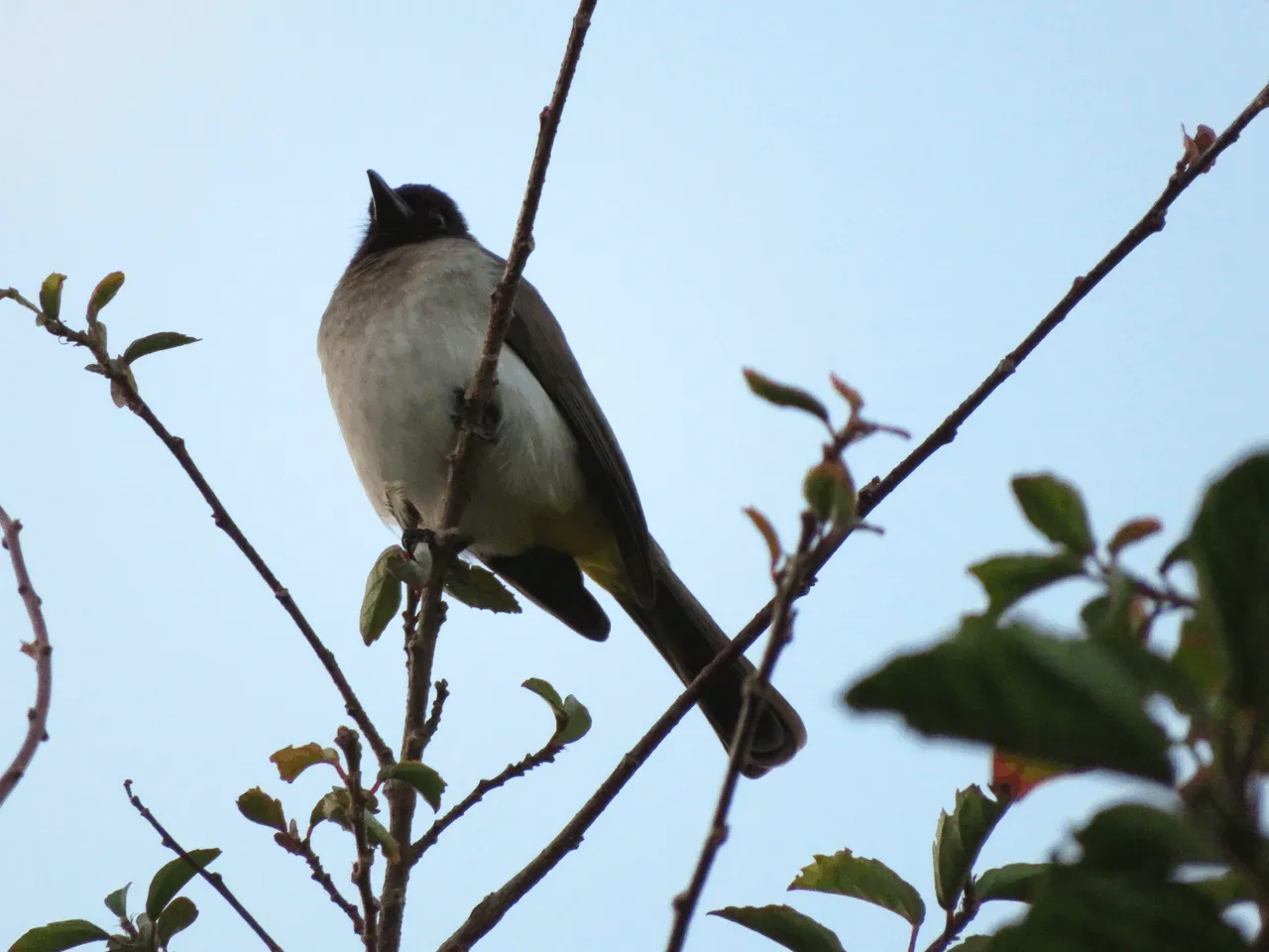 Dark-capped bulbul
