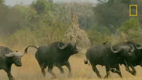 untitled.gif