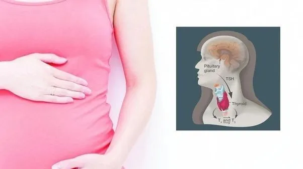 Thyroid function during pregnancy