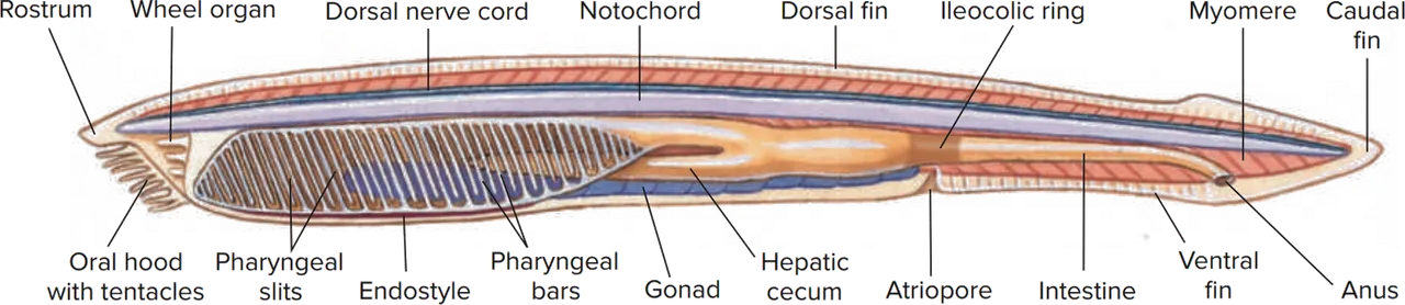 https://commons.wikimedia.org/wiki/File:Lancelet_Anatomy