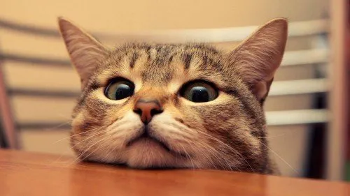 6997052-funny-cate97d5.jpg