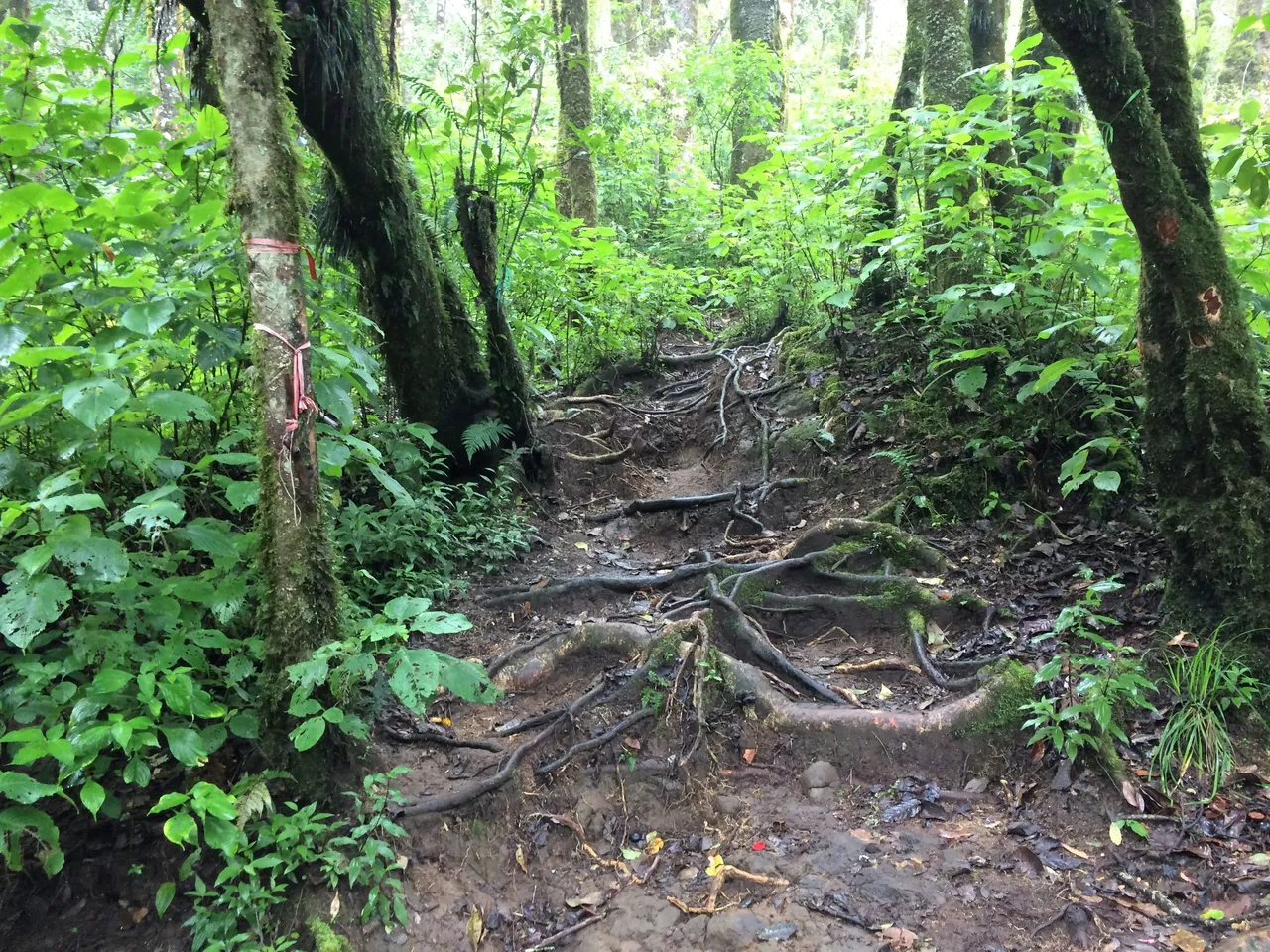 ada yg kangen suasana hutan, ini ips and triknya unt menghilamnngkan, element-elemen penganti sperti  tenda m hammock, api unggun dan lainya insya allah kan membantu.jpg