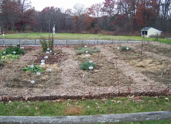 New Herb garden - Rows 4 - 6 cleaned out crop November 2019.jpg